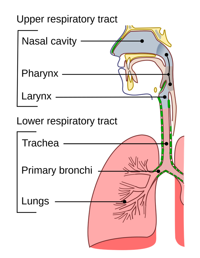 Lower respiratory infections