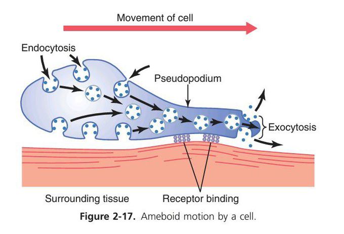 Movement of a cell