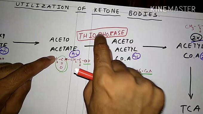 Utilization of ketone bodies