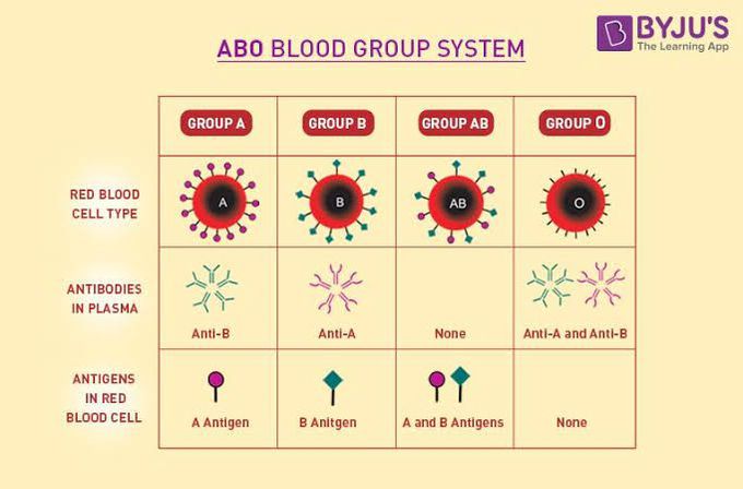 ABO Blood Group System