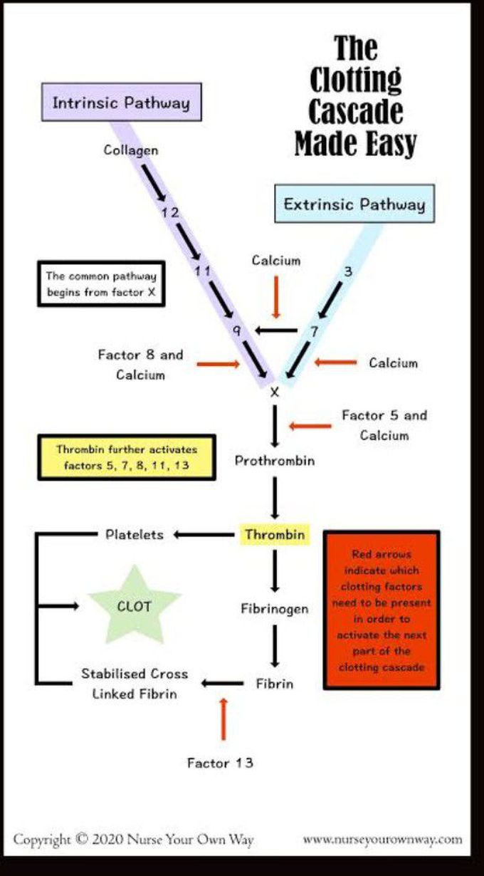 Coagulation pathway