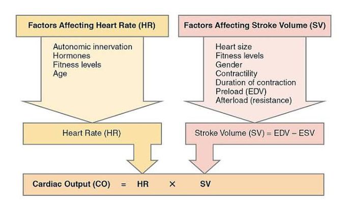 Factors Affecting heart rate and Stroke Volume