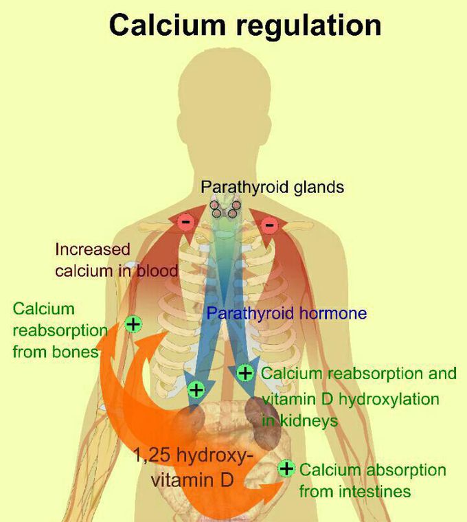 Calcium regulation