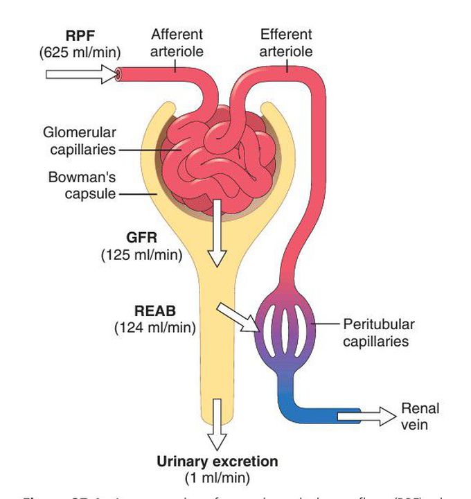 Total renal plasma flow