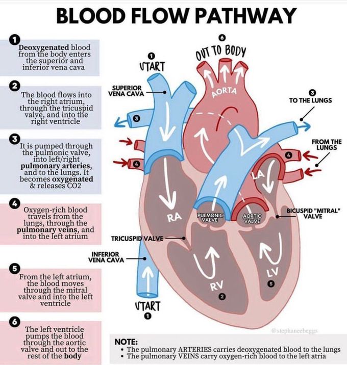 Blood Flow Pathway