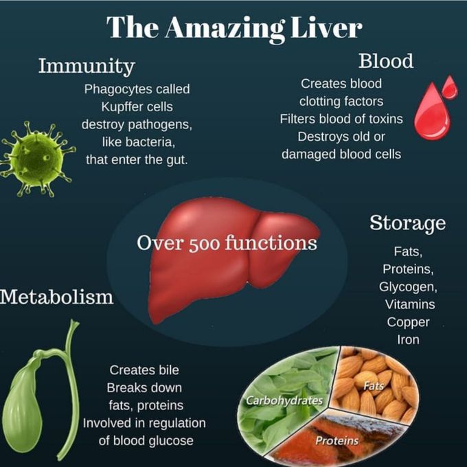 Liver  function.