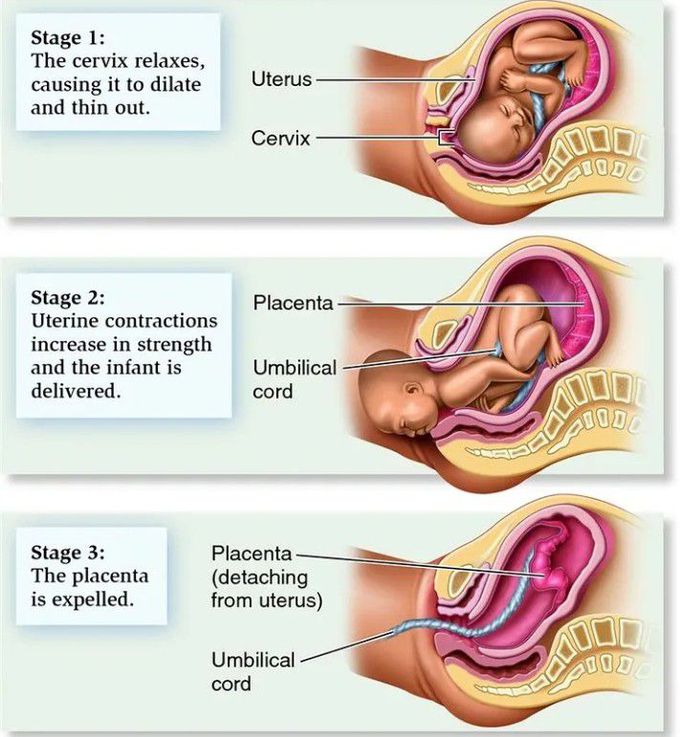 Stages of labor