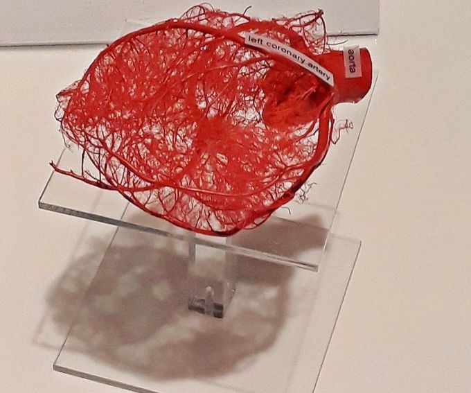Blood Supply the Human Heart