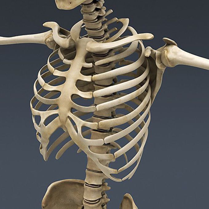 Upper limb