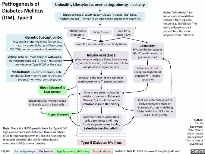 Pathogenesis of DM type 2