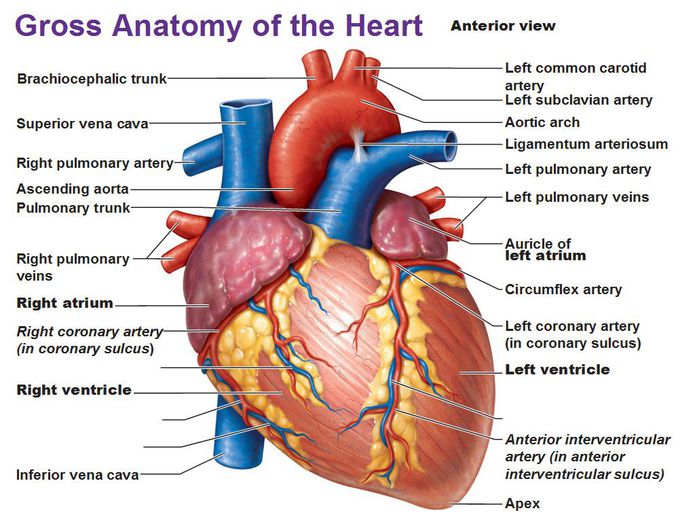 The anatomy of the heart