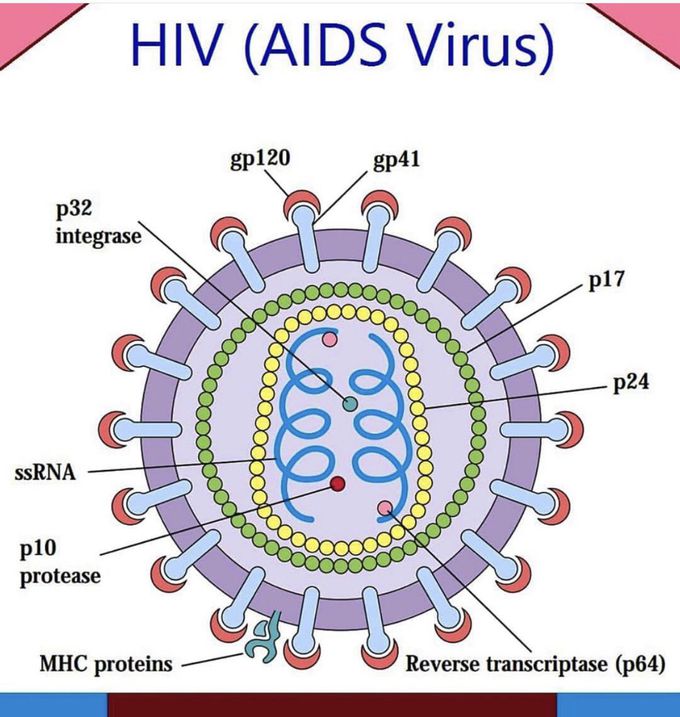 HIV virus