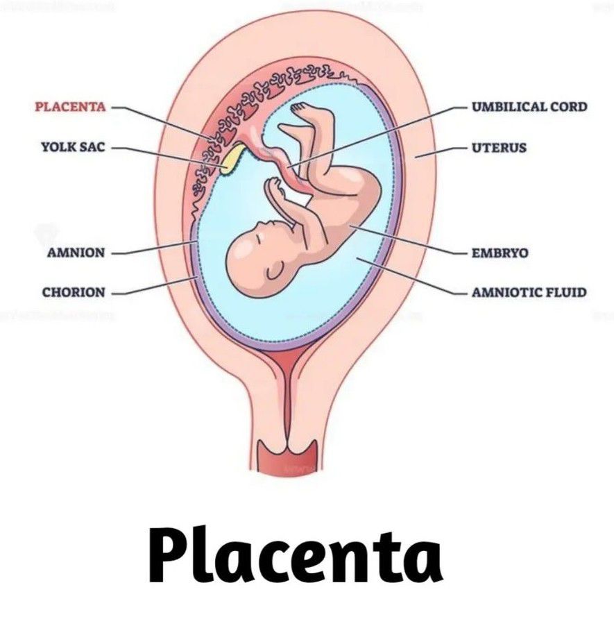 difference between placenta and umbilical cord