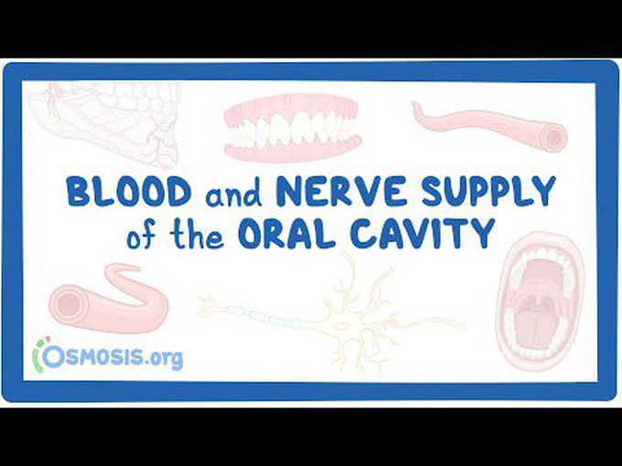Blood and nerve supply of the oral cavity