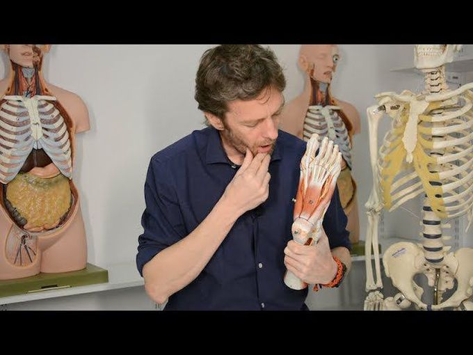 Introduction to plantar foot muscles