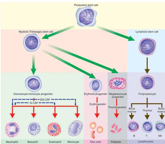 Differentiation of multipotent stem cells