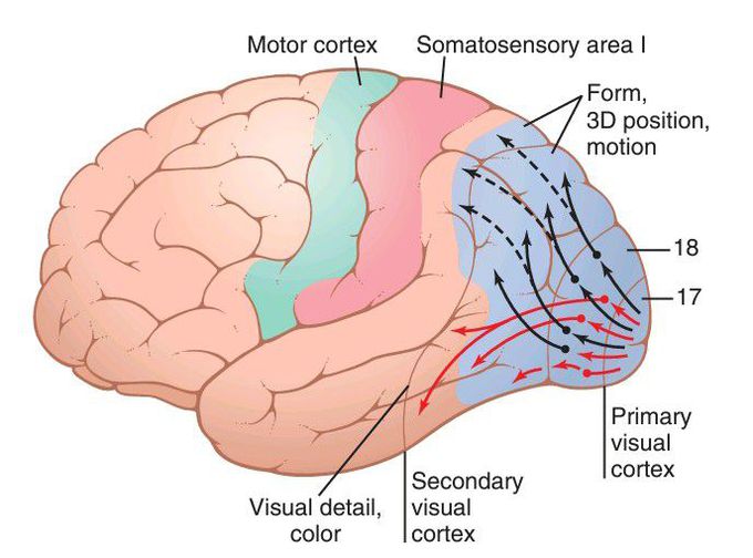 Transmission of visual signals