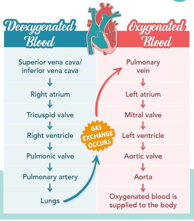 Blood Circulation II