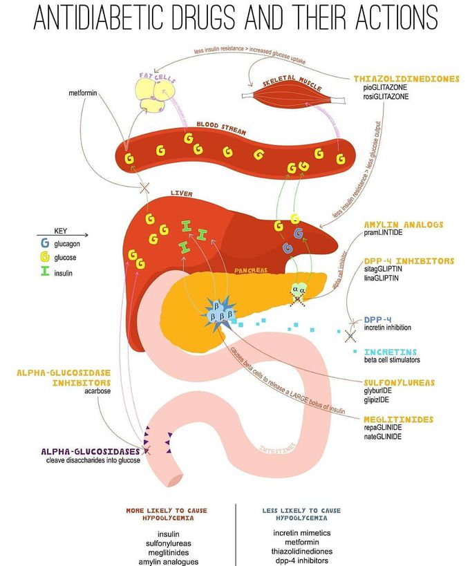 Anti-diabetic drugs and their actions