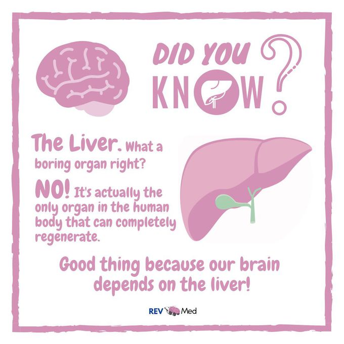 Did You Know? - REV Med Anatomy!