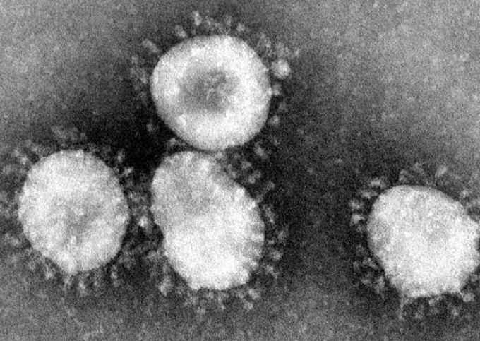 Microscopic image of CORONA VIRUS (COVID-19)