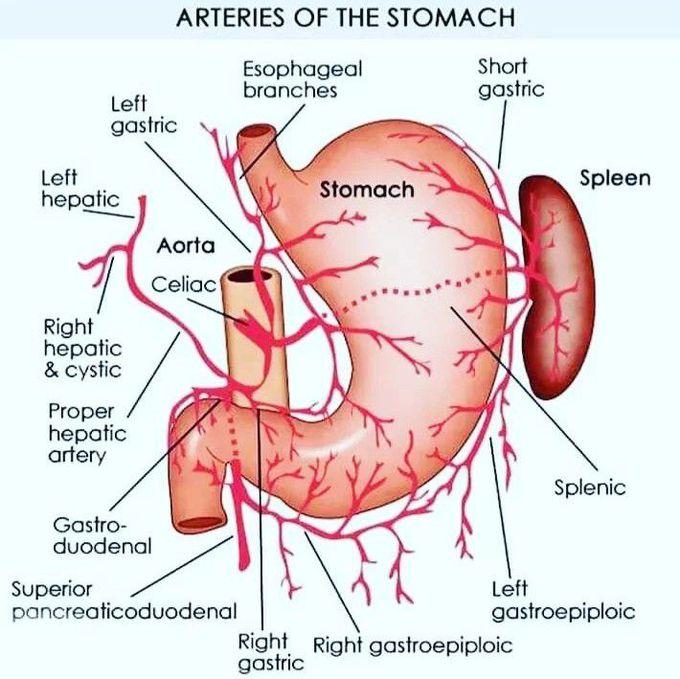 Arteries of stomach