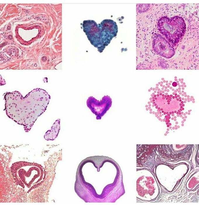 HISTOLOGY 💘