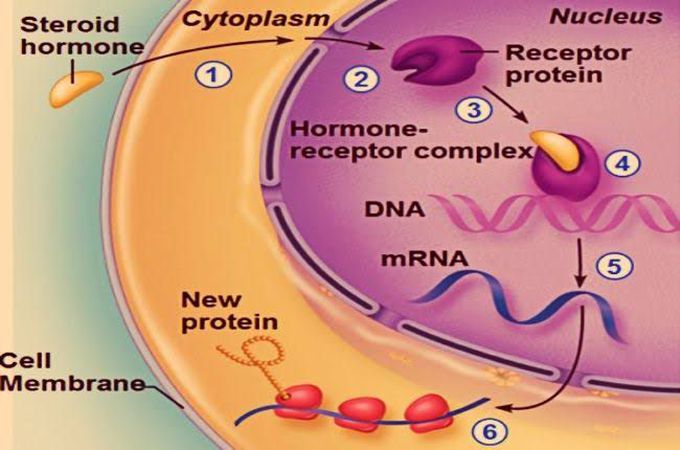 Steroid Hormone Mechanism