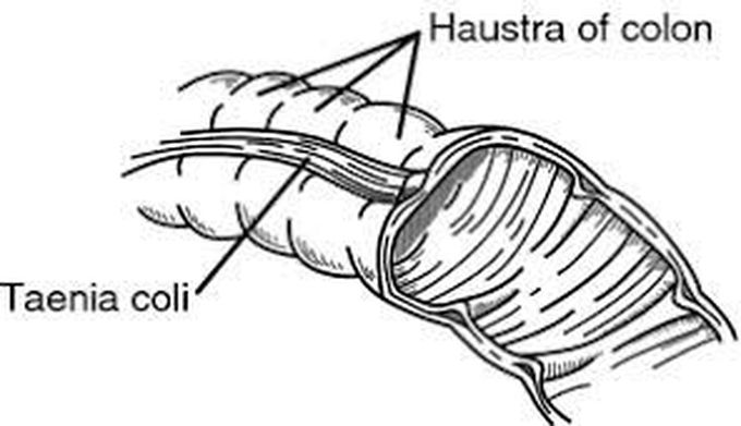 Haustra