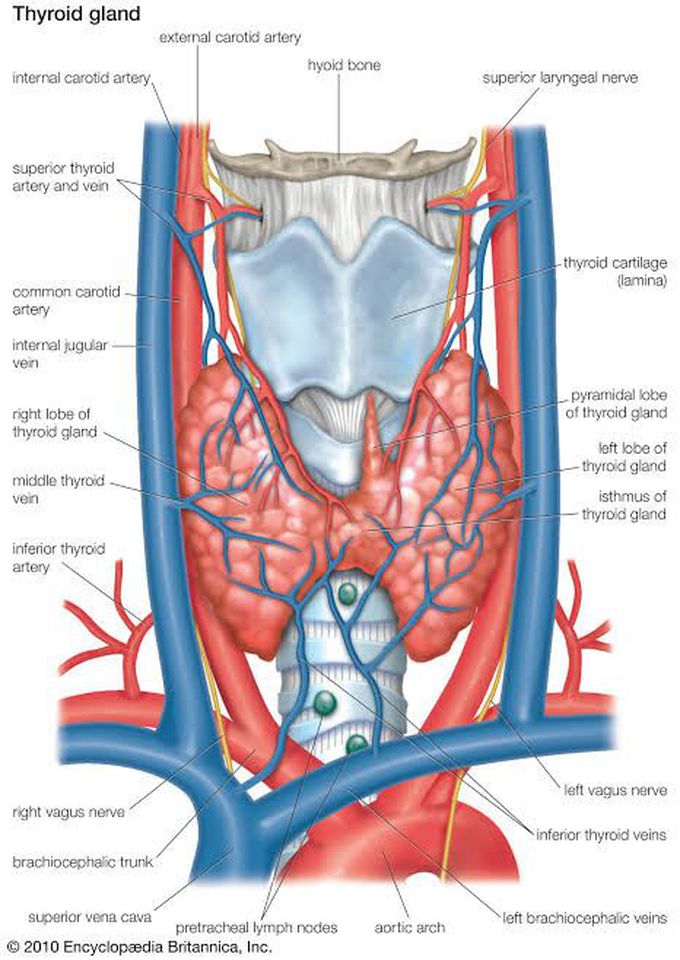 Thyroid gland anatomy