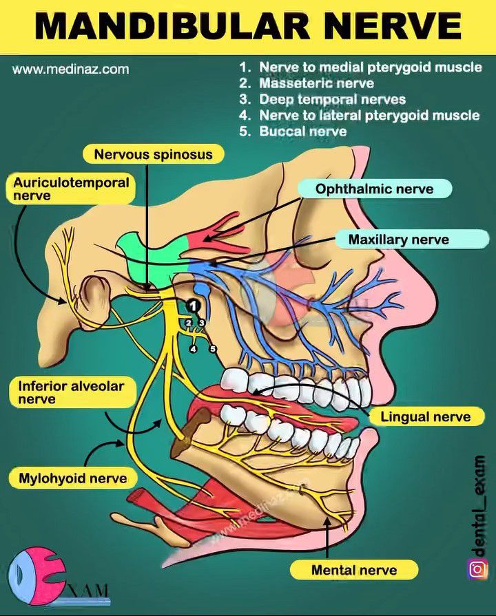 Mandibular Nerve – Learn Human Anatomy