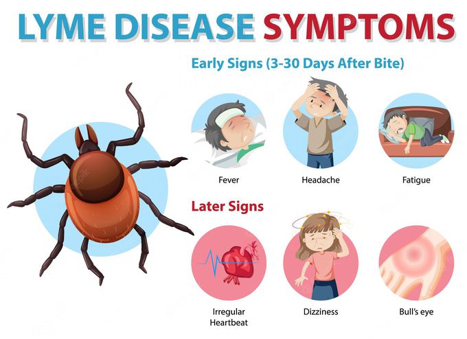 Symptoms of Lyme disease