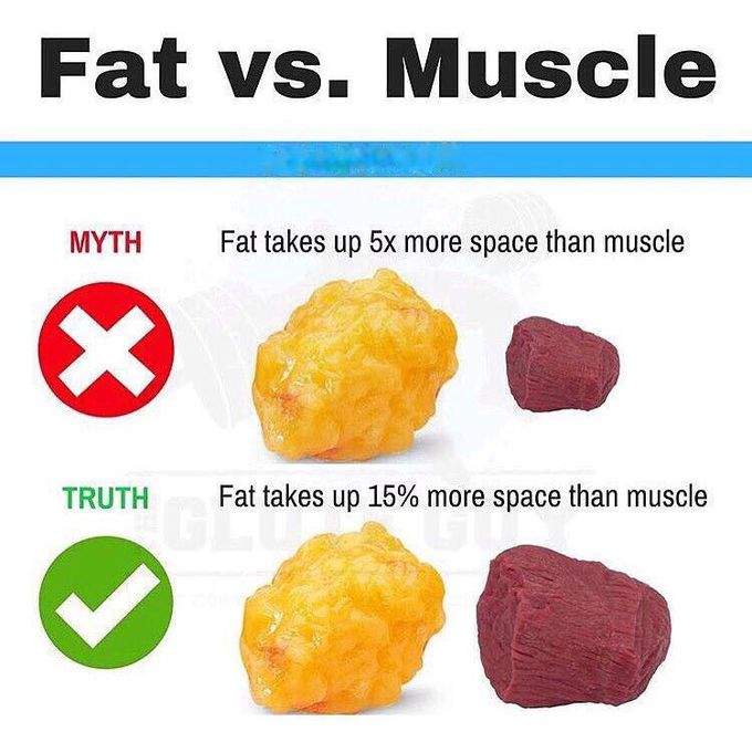 Fat vs. muscle