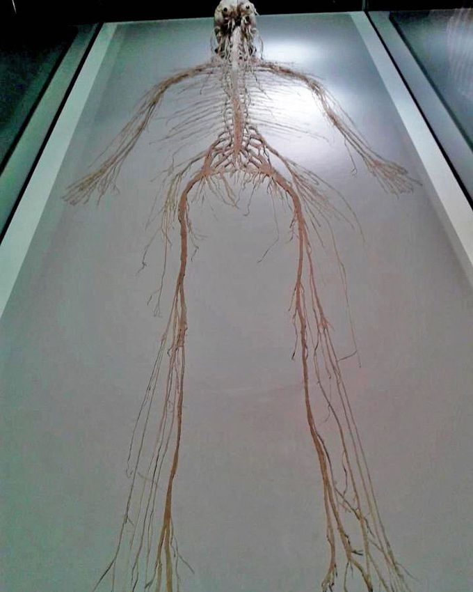 The central and peripheral nervous system in its entirely