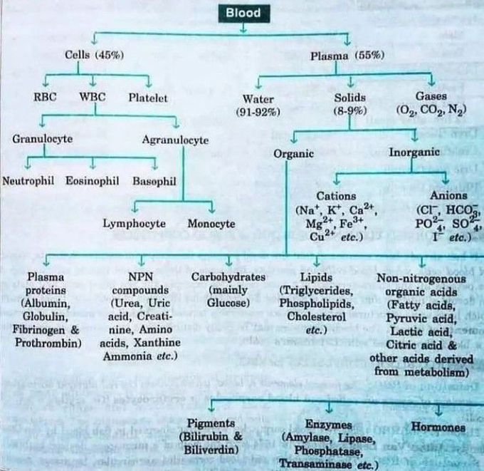 Contents of Blood