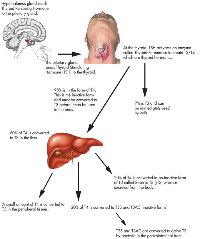 T3 and T4, what is the fate of thyroid hormone?