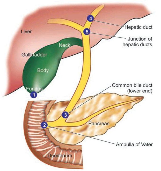 Frequency of cancer in the biliary system.