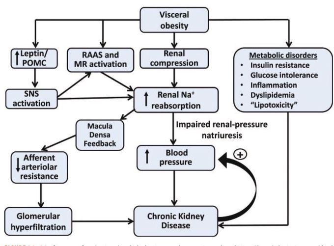 Relationship of obesity and HT, CKD