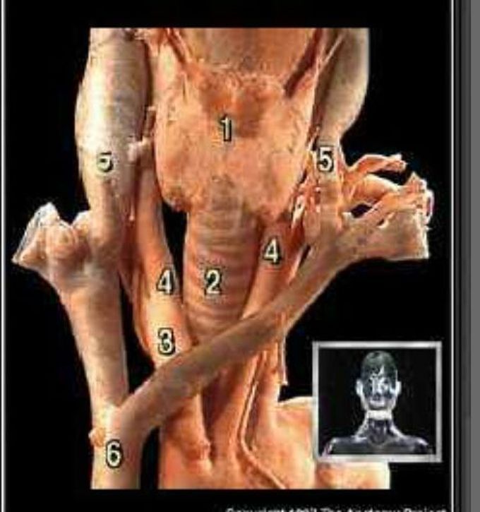 Anatomy