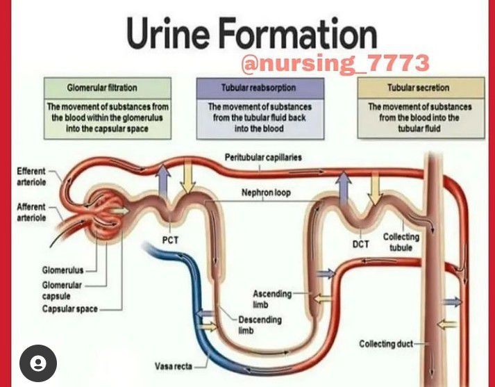 Urine formation - MEDizzy