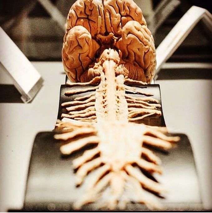 Brain and Spinal cord...