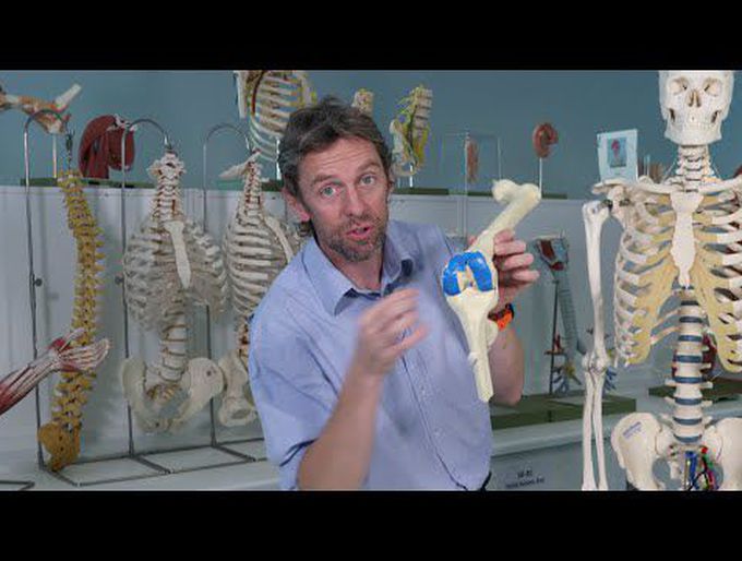 Synovial joint anatomy