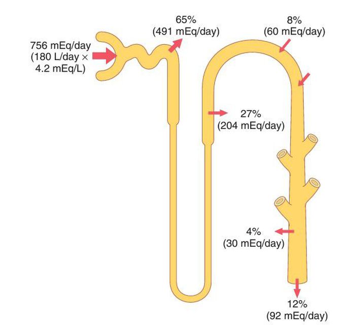 Renal tubular sites of potassium reabsorption and secretion