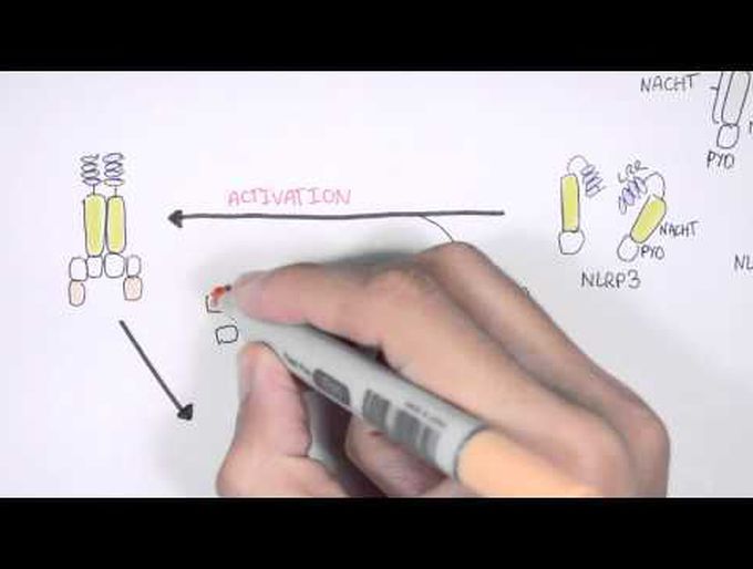 Immunology - NOD like receptors and the Inflammasome