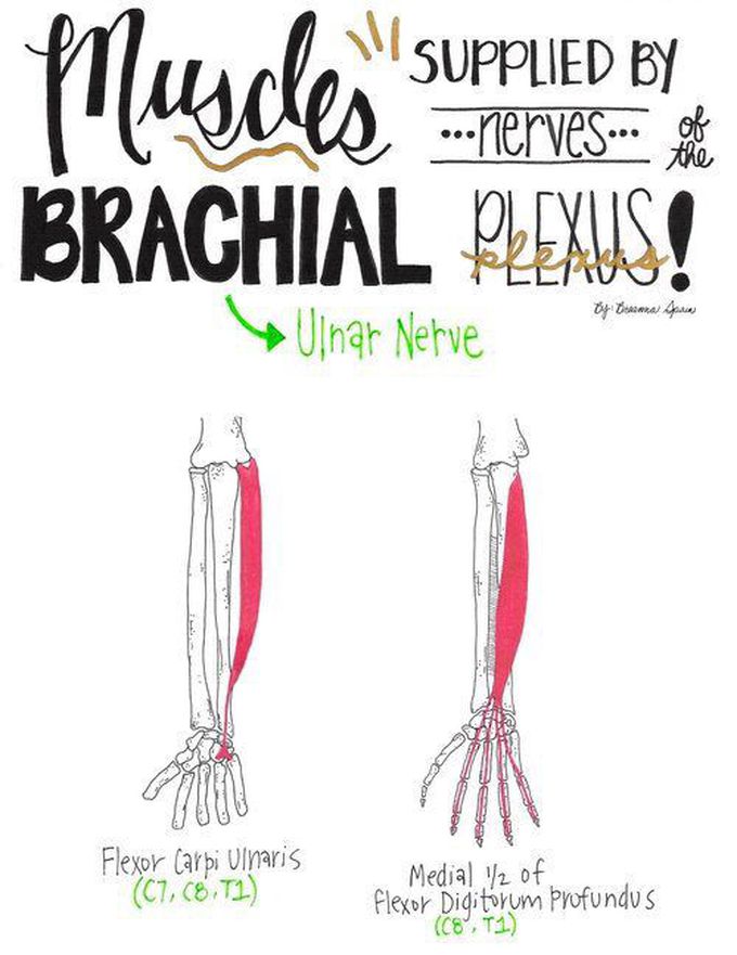 Ulnar Nerve supply