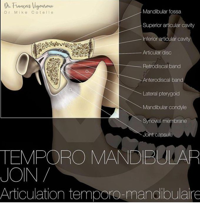Anatomy of TMJ - MEDizzy