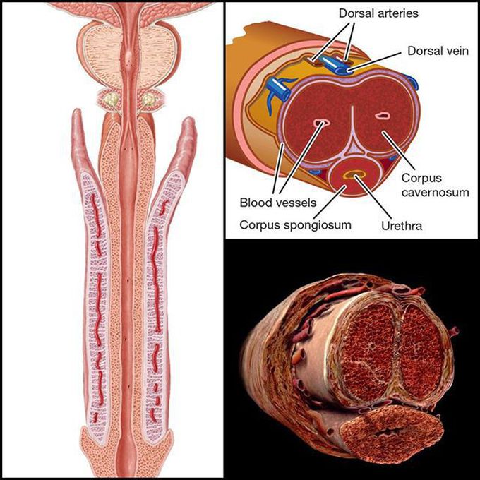 Ever wondered how does the penis look from inside?