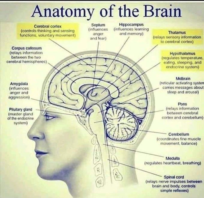 Anatomy of the brain