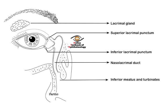 Easy way to learn lacrimal appratus - MEDizzy