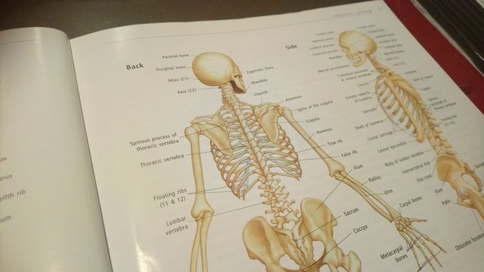 Need help with skeletel system